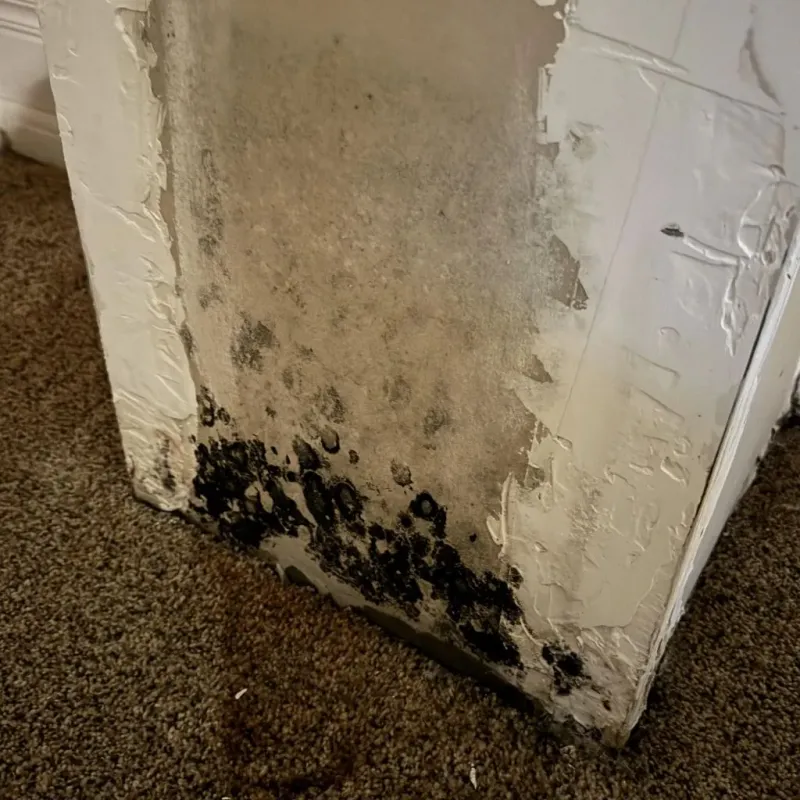 Professional Mold Removal in Vance, AL